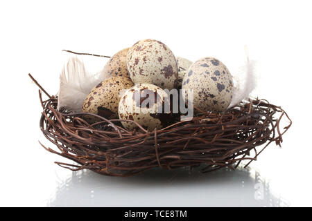 Oeufs de cailles au nid isolated on white Banque D'Images