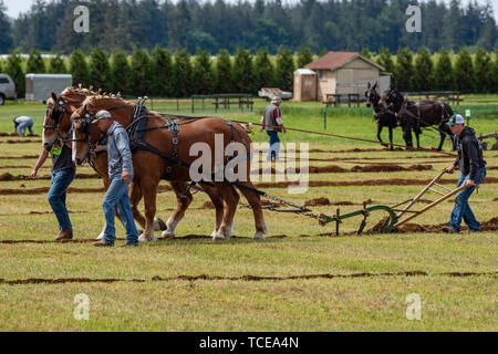 Un sillon de labour avec charrue à chevaux. 2019 Concours international de labour. Berthusen, Lynden Park, Washington Banque D'Images