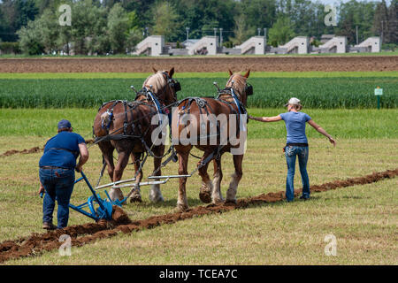 Un sillon de labour avec charrue à chevaux. 2019 Concours international de labour. Berthusen, Lynden Park, Washington Banque D'Images