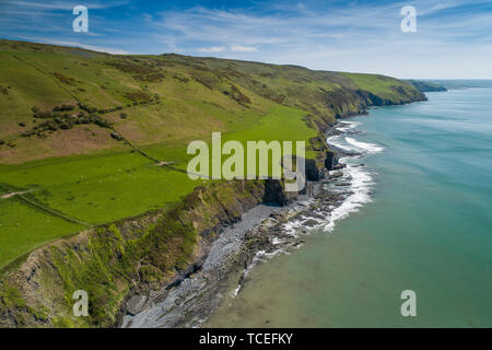 Les spectaculaires falaises de mer sur la côte de Ceredigion, juste au sud d'Aberystwyth, sur le sentier littoral gallois, West Wales UK Banque D'Images