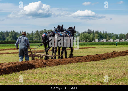 Attelages de chevaux labourant un sillon. 2019 Concours international de labour. Berthusen, Lynden Park, Washington Banque D'Images