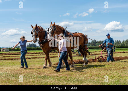 Attelages de chevaux labourant un sillon. 2019 Concours international de labour. Berthusen, Lynden Park, Washington Banque D'Images