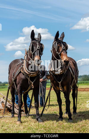 L'équipe de muletiers reposer à la fin d'un sillon. 2019 Concours international de labour. Berthusen, Lynden Park, Washington Banque D'Images