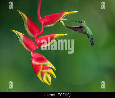 Une femme-vert brillant couronné, Hummingbird Heliodoxa jacula, approches une griffe de homard Heliconia pour se nourrir de son nectar au Costa Rica. Banque D'Images