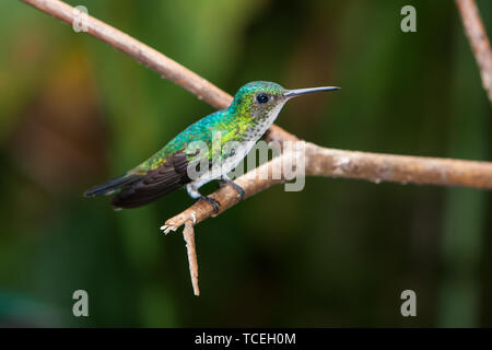 Un aspect irisé Violet femme Juliamyia-bellied Hummingbird, Julie, à la découverte de la forêt tropicale au Panama. Ils sont originaires de Colombie, l'Équateur, Banque D'Images