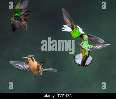 A femme femme Purple-throated Hummingbird gem-Montagne, Lamporis calolaemus, vole à une alimentation à proximité tandis que d'autres colibris s'affronter Banque D'Images