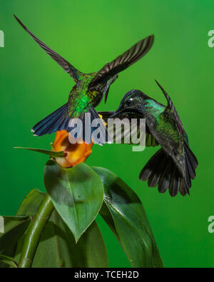 La concurrence territoriale entre un magnifique mâle Hummingbird, Eugene fulgens, à droite, et une femme-vert brillant couronné Hummingbird, Heliodox Banque D'Images