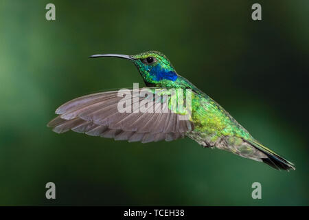 Un Green Violet-ear Hummingbird Colibri thalassinus - - en vol dans la vallée de la rivière Savegre du Costa Rica. Banque D'Images