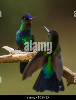 Le Colibri à Fiery deux - Panterpe insignis - face off sur une branche au Costa Rica. Banque D'Images