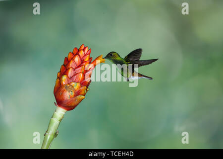 Un homme à tête cuivrée Elvira cupreiceps Hummingbird, émeraude, se nourrit d'un Costus tropical flower au Costa Rica. L'oiseau est aussi tricheuse le flux Banque D'Images