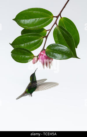 Un homme à tête cuivrée Elvira cupreiceps Emeraude - Colibri - approche d'une fleur de bleuet néotropicaux au Costa Rica. Photographié en high key pour Banque D'Images