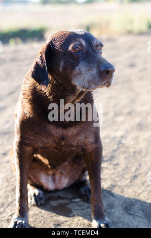 Un vieux Labrador retreiver chocolat humide assis sur un chemin de terre à la recherche à l'horizon. Banque D'Images