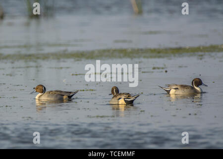 Peu de canards pilets calme flottant sur l'eau de l'étang des zones humides dans la lumière du soleil Banque D'Images