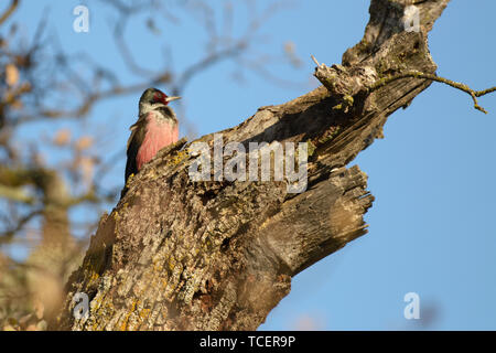 Vue rapprochée de scintillement avec poitrine rose percher sur grand vieux arbre branche sur fond bleu ciel clair Banque D'Images