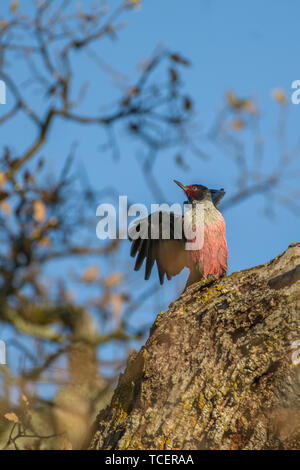 Vue rapprochée de scintillement avec poitrine rose friable se percher sur la branche d'arbre avec des ailes sur fond bleu ciel clair Banque D'Images