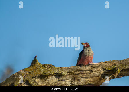 Vue rapprochée de scintillement noir avec poitrine rose perching on tree branch et la tenue des semences dans le bec fond bleu ciel sans nuages Banque D'Images