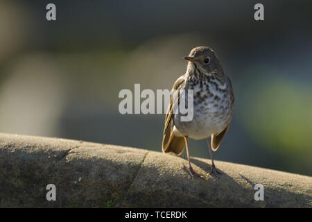 Belle sparrow debout sur rock, à l'écart sur arrière-plan flou Banque D'Images