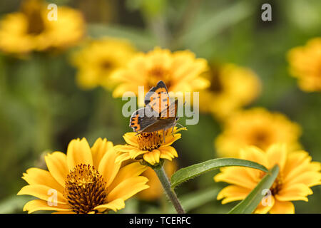 Asters jaune au printemps en fleurs champ. butterfly sitting on fleur, vue rapprochée Banque D'Images