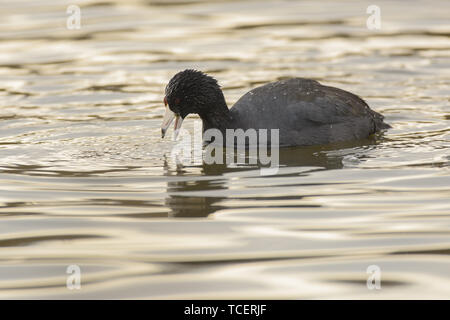 Vue de côté de la nourriture dans la recherche drake forme river Banque D'Images