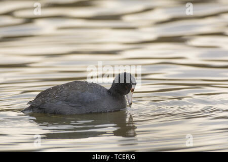 Vue de côté de the drake à la recherche de nourriture en forme river Banque D'Images