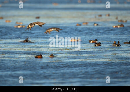 Deux canards volant au-dessus de la rivière bleue avec de nombreux oiseaux flottant sur l'eau Banque D'Images