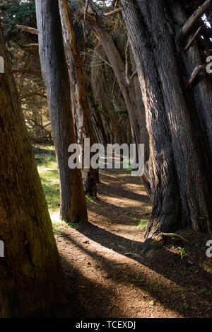 Vue imprenable sur sentier étroit passe entre les grands arbres dans la belle forêt aux beaux jours Banque D'Images