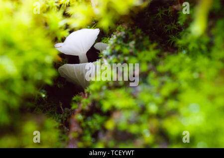 Vue rapprochée des champignons non comestibles blanc croissant à des racines d'arbres couverts de mousse vert épais Banque D'Images