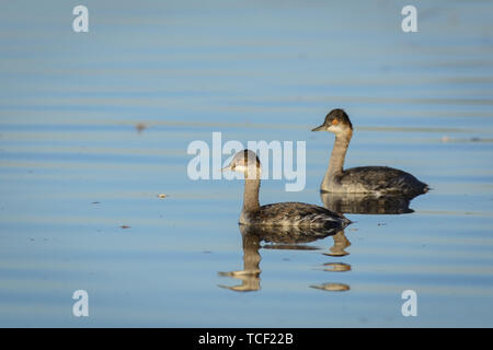 Vue latérale du couple de grèbes sauvages nageant dans l'eau bleue de l'étang dans la lumière du soleil Banque D'Images