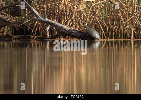 Voir de tortues sauvages ramper sur le vieux bois dans l'eau de la direction générale du lac Banque D'Images