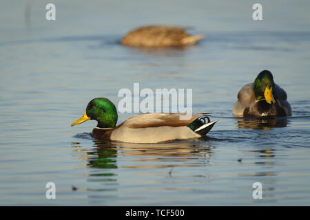 Deux hommes drake les canards colverts nager sur surface de l'eau. Femme derrière Banque D'Images