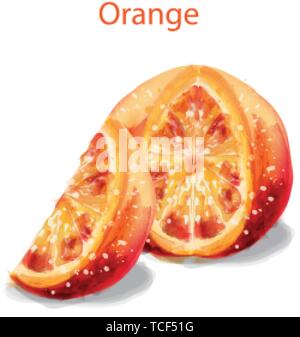 Tranche d'Orange fruits aquarelle vecteur illustration isolé sur fond blanc Illustration de Vecteur