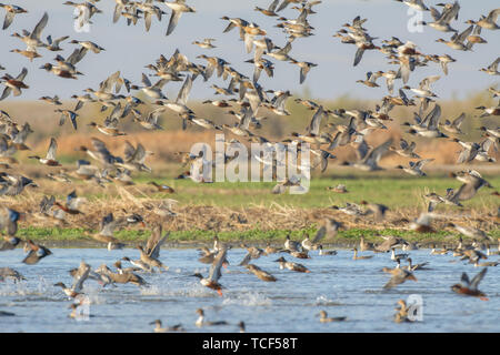 Avis de grand troupeau de canards sauvages en vol au-dessus de l'eau du lac Banque D'Images