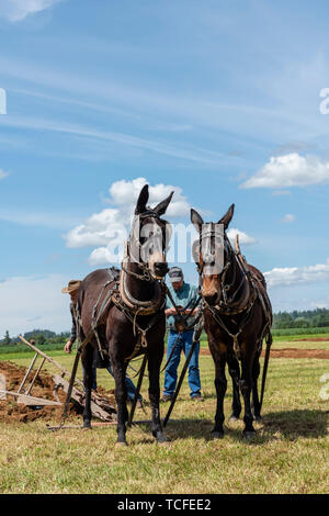 L'équipe de muletiers reposer à la fin d'un sillon. 2019 Concours international de labour. Berthusen, Lynden Park, Washington Banque D'Images