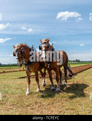 L'équipe de cheval reposer à la fin d'un sillon. 2019 Concours international de labour. Berthusen, Lynden Park, Washington Banque D'Images