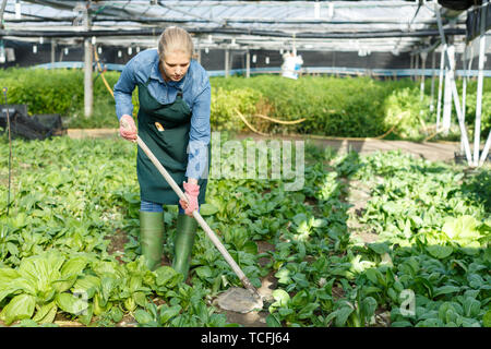 Femme expérimentée agriculteur jardinage en serre ensoleillée Banque D'Images