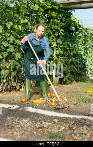 Femme expérimentée agriculteur jardinage en serre ensoleillée Banque D'Images