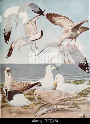 Dessin gravé des goélands, le goéland à bec cerclé (Larus delawarensis), Goéland argenté (Larus argentatus), Goéland marin (Larus marinus) et Goéland bourgmestre (Larus hyperboreus), du livre '63d Rapport Annuel" par le New York State Museum, 1902. Avec la permission de Internet Archive. () Banque D'Images