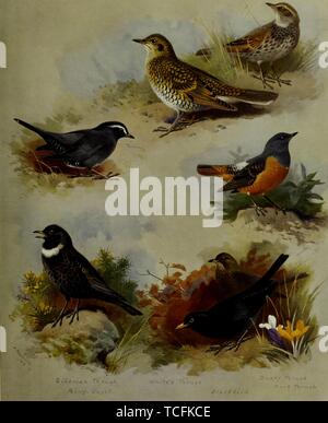 Dessin gravé des grives, Grive de Sibérie (Geokichla sibirica), Ring Ouzel (Turdus torquatus), Blanc de Bicknell (Zoothera aurea), Dusky Thrush (Turdus eunomus), Rock Thrush (Monticola saxatilis), et Merle noir (Turdus merula), du livre 'British Birds' par Archibald Thorburn, 1915. Avec la permission de Internet Archive. () Banque D'Images