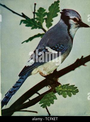 Dessin gravé de l'American le Geai bleu (Cyanocitta cristata), du livre 'nature' voisins par Nathaniel Moore Banta, Albert Schneider, William Kerr Higley, et Gerard, 1914 Alan Abbott. Avec la permission de Internet Archive. () Banque D'Images