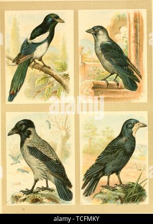 Dessins gravés des corbeaux, Pie bavarde (Pica pica), Geai (Lycus monedula), Hooded Crow (Corvus cornix) et corbeau freux (corvus frugilegus), du livre 'Deutsches Vogelbuch' par Kurt Ehrenreich, 1907 Floericke. Avec la permission de Internet Archive. () Banque D'Images