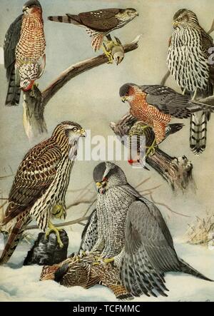 Dessins gravés de la buse, l'épervier brun (Accipiter striatus), l'Épervier de Cooper (Accipiter cooperii) et l'Autour des palombes (Accipiter gentilis), du livre "Les oiseaux de France et d'autres États de la Nouvelle-angleterre' par Edward Howe Forbush, 1925. Avec la permission de Internet Archive. () Banque D'Images