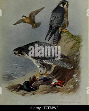 Dessins gravés du Faucon gerfaut (Falco rusticolus) et le faucon pèlerin (Falco peregrinus), du livre 'British Birds' par Archibald Thorburn, 1915. Avec la permission de Internet Archive. () Banque D'Images