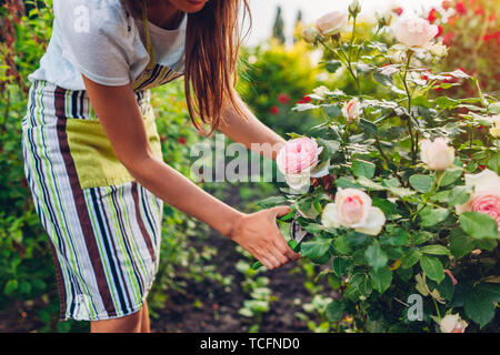 Jeune femme des fleurs dans le jardin. Roses de coupe jardinier avec l'émondeur. Concept de jardinage. Vie Banque D'Images