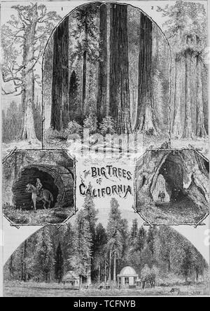 Gravure des grands arbres de Californie, le Grizzly Giant, Trois Grâces, Mariposa Grove paysages, gros tronc d'arbre, grand arbre arche naturelle, et Calavera groupe grand arbres, du livre 'Le Pacific tourist' par Henry T. Williams, 1878. Avec la permission de Internet Archive. () Banque D'Images