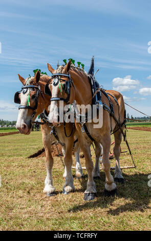 L'équipe de cheval reposer à la fin d'un sillon. 2019 Concours international de labour. Berthusen, Lynden Park, Washington Banque D'Images