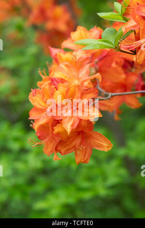 Rhododendron 'Golden sunset' la floraison au printemps. UK. Banque D'Images