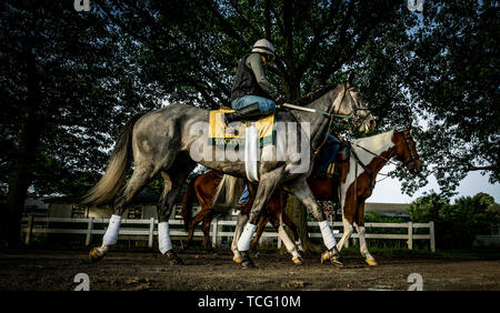 Elmont, New York, USA. 6 juin, 2019. 06 juin : Tacitus promenades retour à l'étable après avoir terminé les préparatifs de la Belmont Stakes à Belmont Park à Elmont, New York le 06 juin 2019. Evers/Eclipse Sportswire/CSM/Alamy Live News Banque D'Images