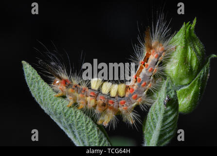 Sieversdorf, Allemagne. Le 08 juin, 2019. Une chenille de la prunelle brushspinner se hisse sur une usine de sage. Les chenilles sont d'environ 30 millimètres de long et sont de couleur frappante et pubescentes. Crédit : Patrick Pleul/dpa-Zentralbild/ZB/dpa/Alamy Live News Banque D'Images