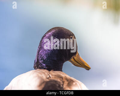Image de la tête d'un mâle canard, Close up Banque D'Images