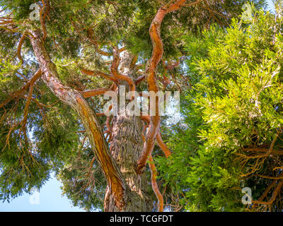 Image d'une vue de bas en haut le long d'un grand arbre Banque D'Images
